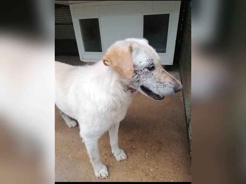 Dolli - Wundervolle Hundemama ist bereit für ein Zuhause