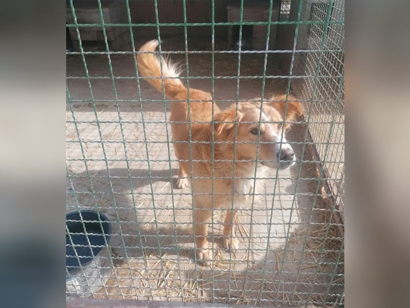 Haary - eine vergessene Seele