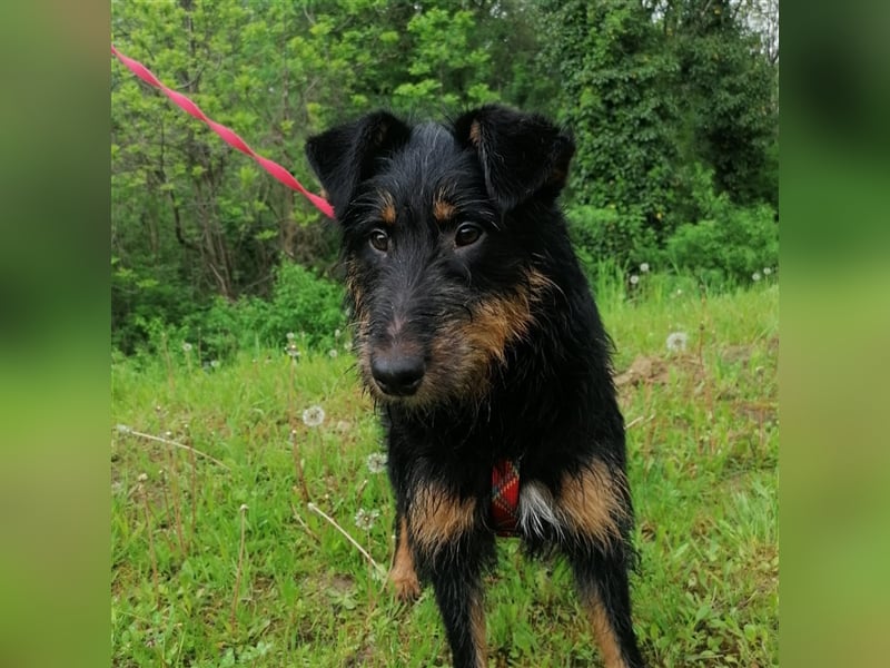 Astro - Notfellchen Astro sucht aktive und liebevolle Menschen