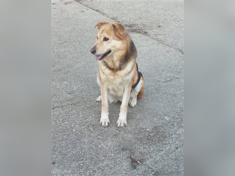 Ines - Freundliche und liebenswerte Hundedame