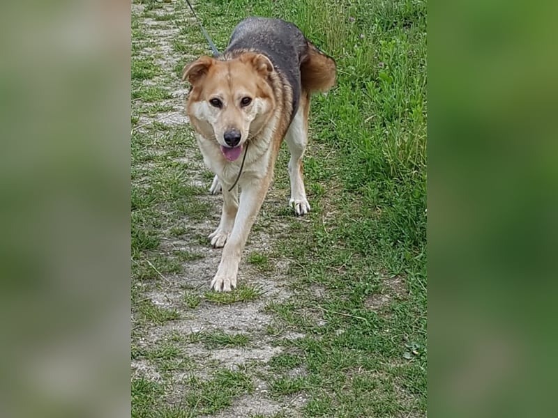 Ines - Freundliche und liebenswerte Hundedame