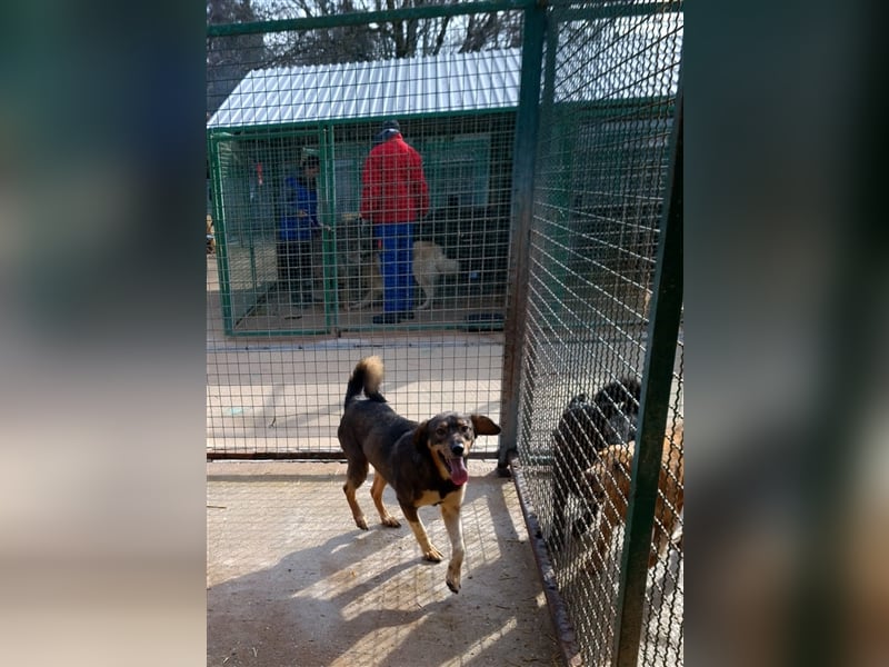 Dumbo - Verschmustes Schlappohr sucht liebevolle Familie