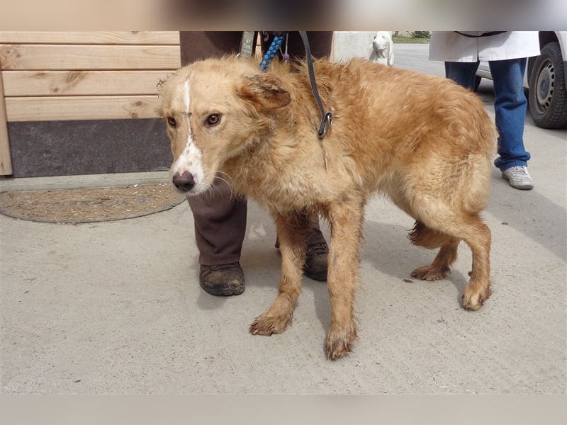 Haary - eine vergessene Seele