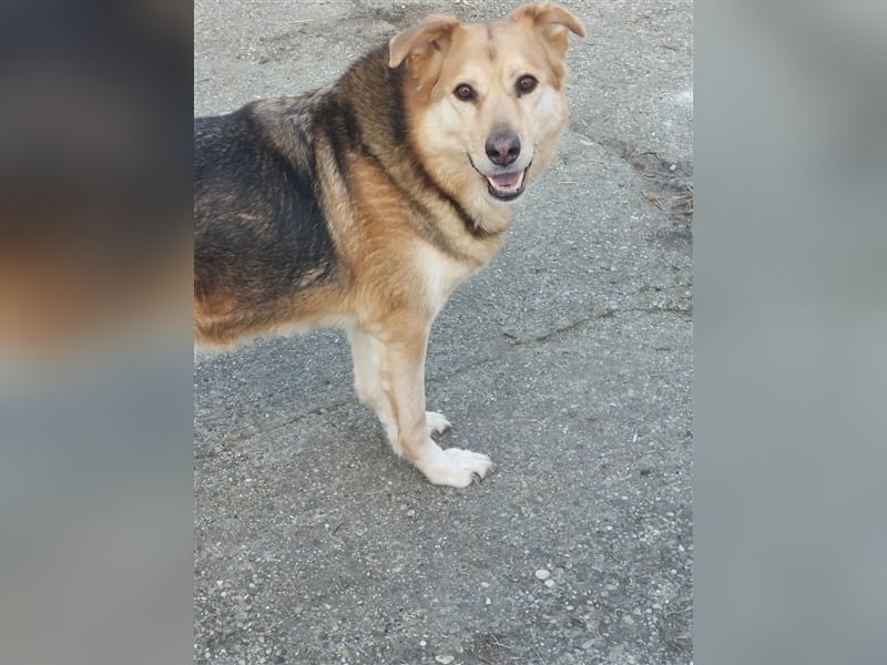 Ines - Freundliche und liebenswerte Hundedame