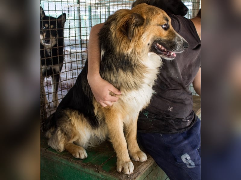 Nenad - Attraktiver Rüde bereit für ein glückliches Mensch-Hund-Team