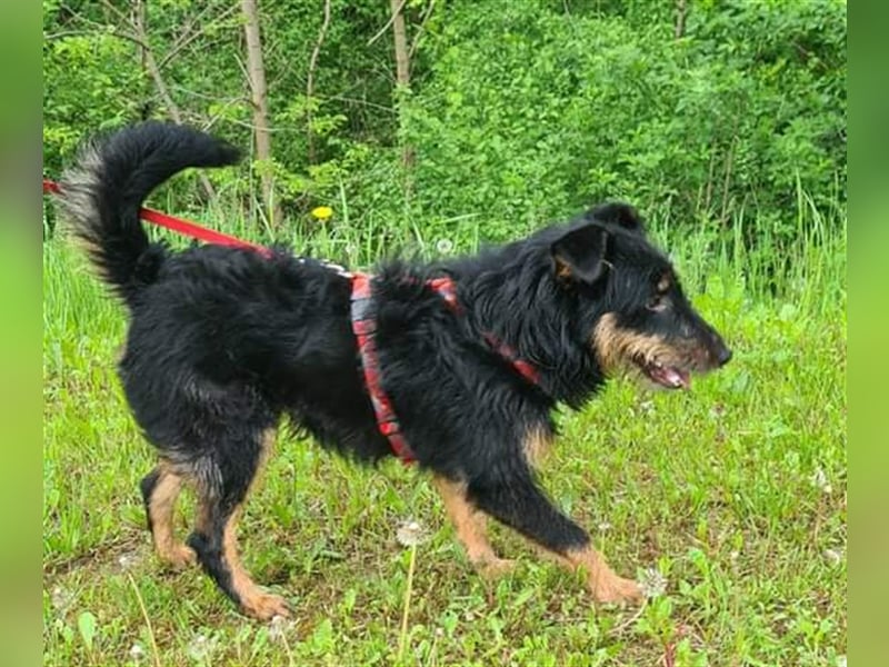 Astro - Notfellchen Astro sucht aktive und liebevolle Menschen