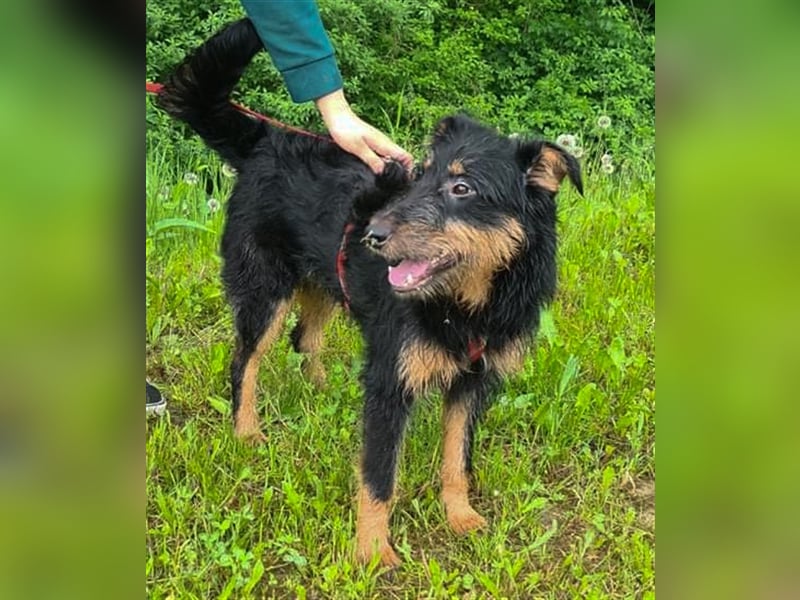 Astro - Notfellchen Astro sucht aktive und liebevolle Menschen