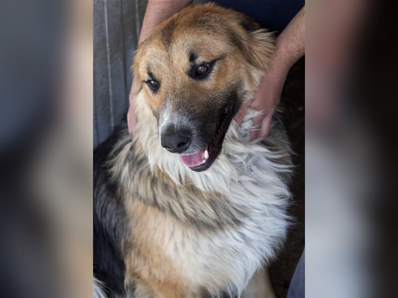 Nenad - Attraktiver Rüde bereit für ein glückliches Mensch-Hund-Team