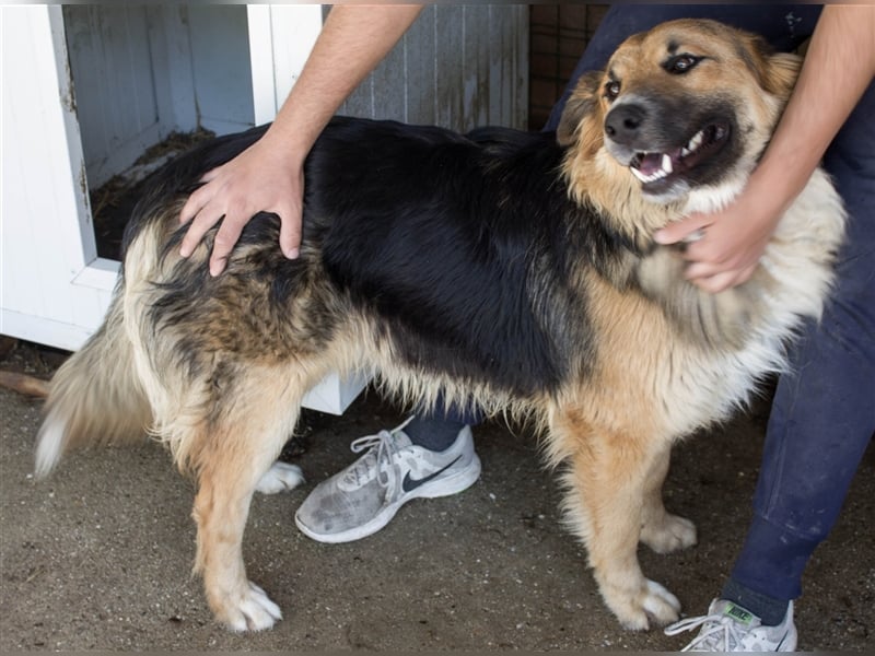 Nenad - Attraktiver Rüde bereit für ein glückliches Mensch-Hund-Team
