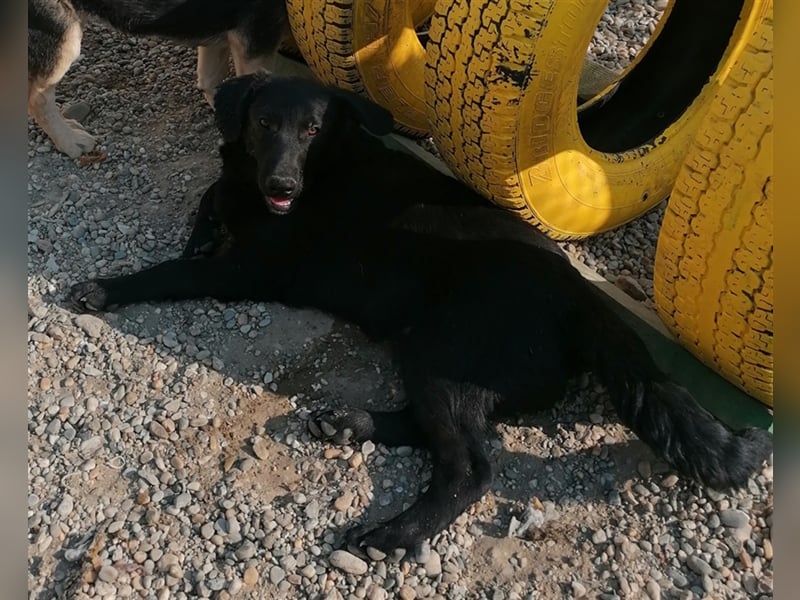 Eric - Sanfter Bub auf der Suche nach Spaziergängen, Spiel und ganz viel Liebe