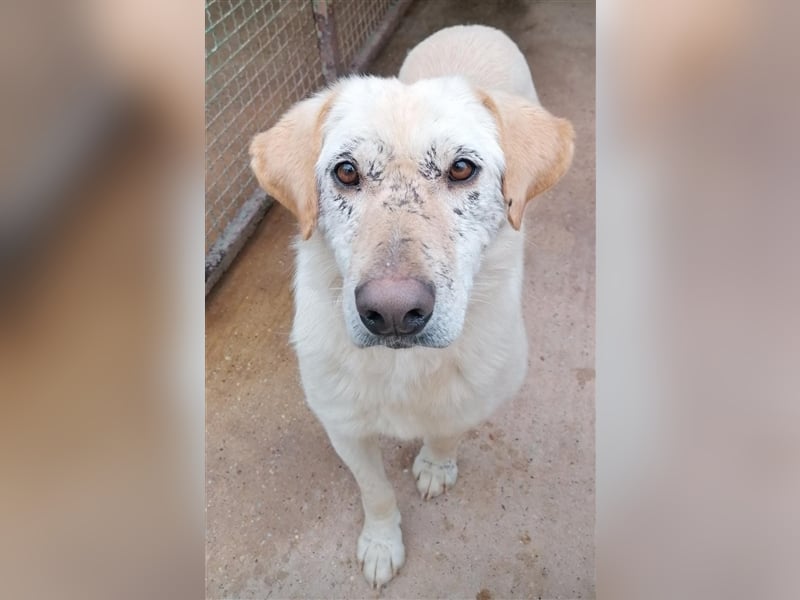 Dolli - Wundervolle Hundemama ist bereit für ein Zuhause