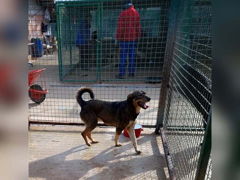 Dumbo - Verschmustes Schlappohr sucht liebevolle Familie