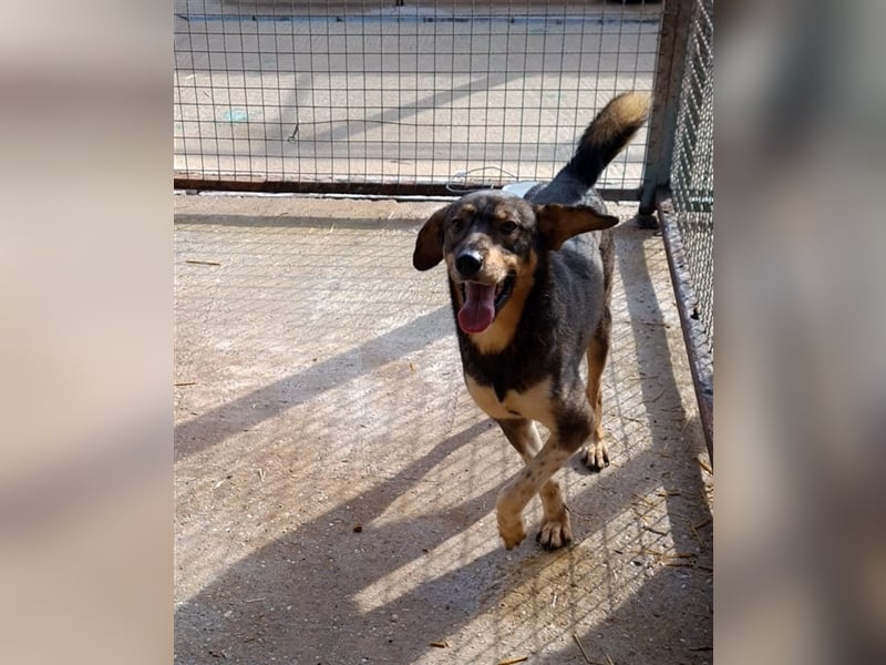 Dumbo - Verschmustes Schlappohr sucht liebevolle Familie