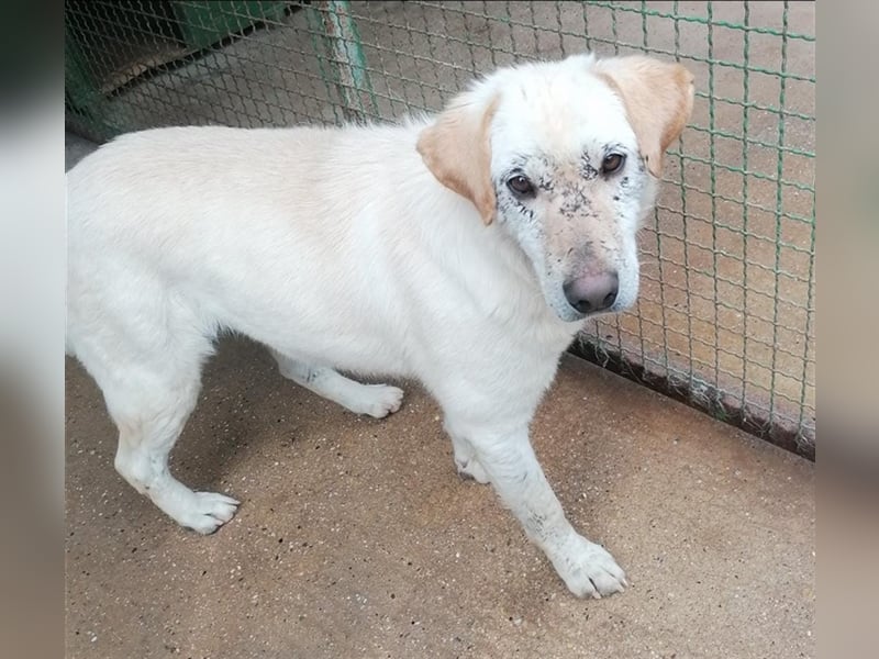 Dolli - Wundervolle Hundemama ist bereit für ein Zuhause