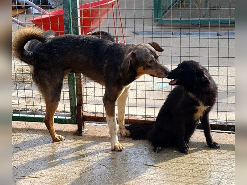 Dumbo - Verschmustes Schlappohr sucht liebevolle Familie