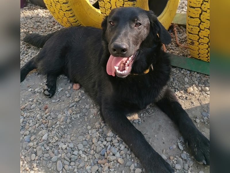 Eric - Sanfter Bub auf der Suche nach Spaziergängen, Spiel und ganz viel Liebe