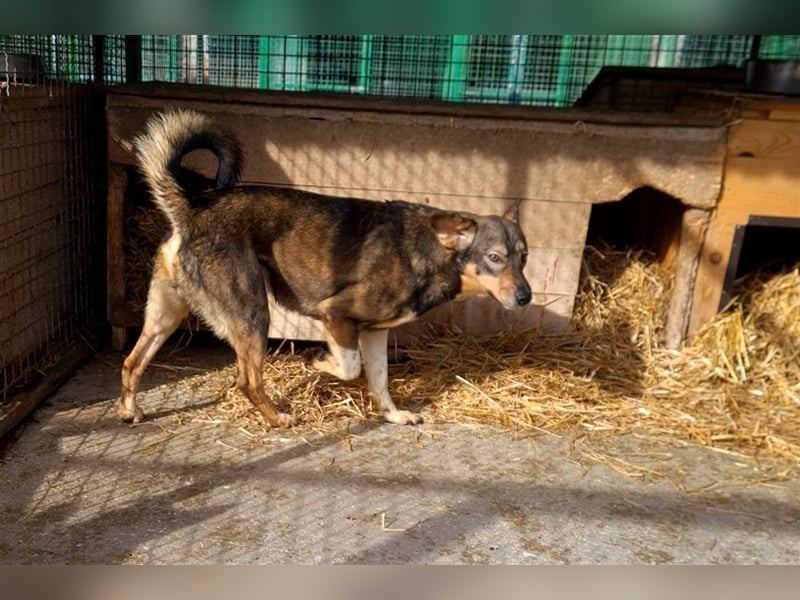 Dumbo - Verschmustes Schlappohr sucht liebevolle Familie