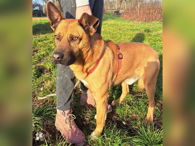 Kai-Uwe - Sanftmütiger Rüde mit besonderem Namen