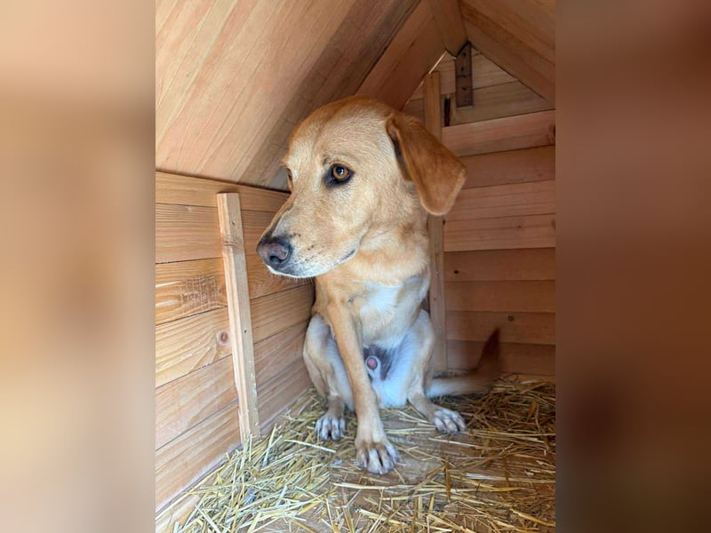 BLONDY - Traumhund auf drei Beinen