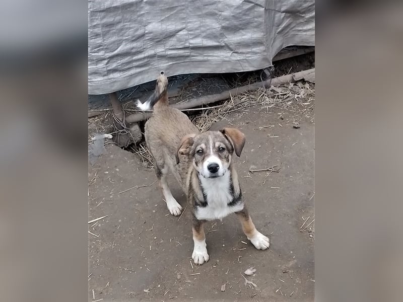 GANDALF - braucht ein eigenes Körbchen GANDALF - braucht ein eigenes Körbchen