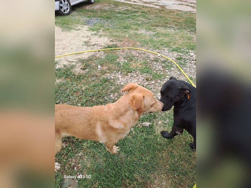 BLONDY - Traumhund auf drei Beinen