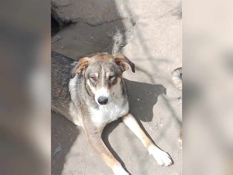 GANDALF - braucht ein eigenes Körbchen GANDALF - braucht ein eigenes Körbchen