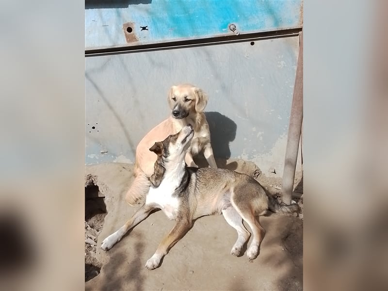 GANDALF - braucht ein eigenes Körbchen GANDALF - braucht ein eigenes Körbchen