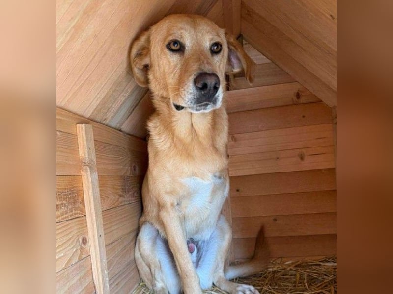 BLONDY - Traumhund auf drei Beinen