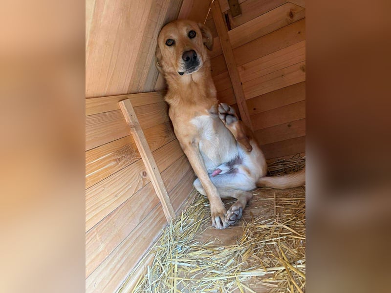 BLONDY - Traumhund auf drei Beinen