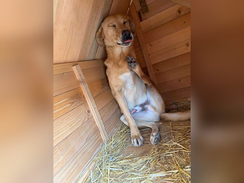 BLONDY - Traumhund auf drei Beinen