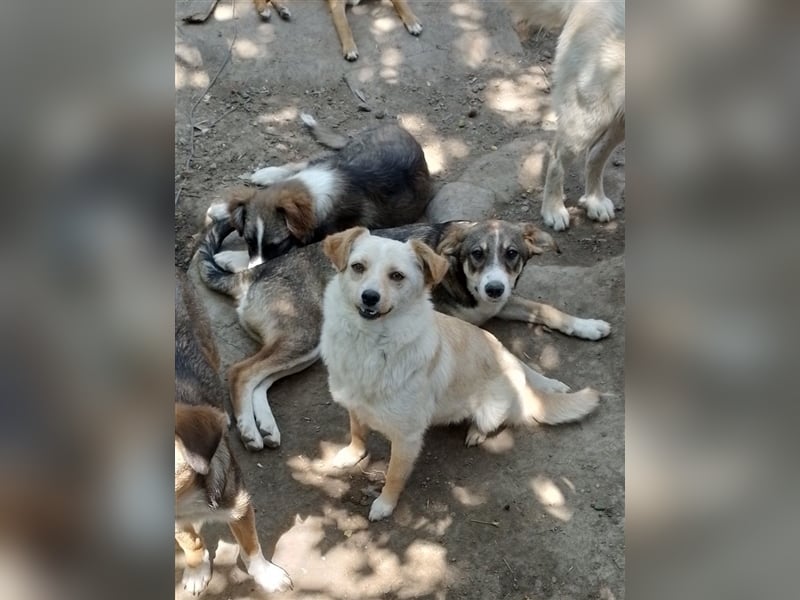 GANDALF - braucht ein eigenes Körbchen GANDALF - braucht ein eigenes Körbchen