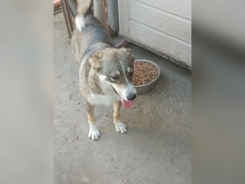 GANDALF - braucht ein eigenes Körbchen GANDALF - braucht ein eigenes Körbchen