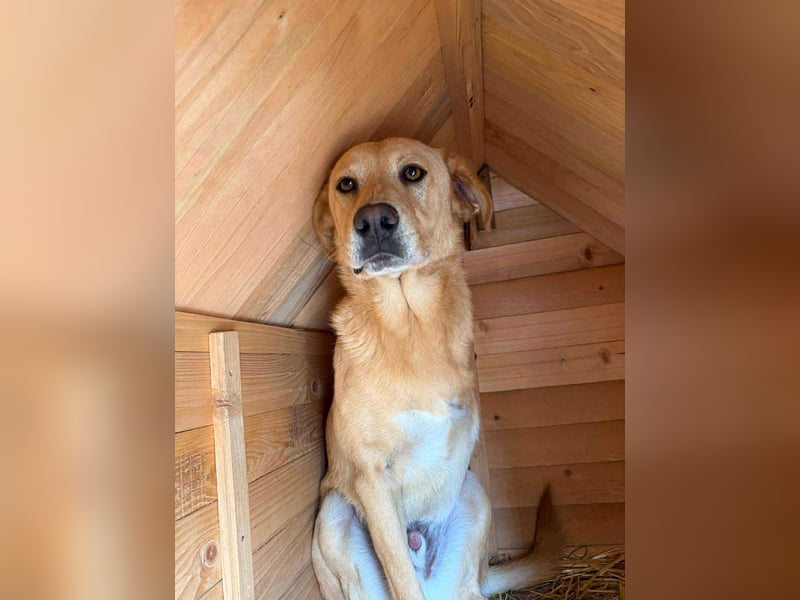 BLONDY - Traumhund auf drei Beinen