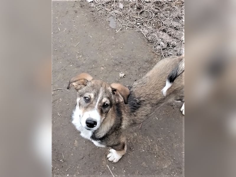 GANDALF - braucht ein eigenes Körbchen GANDALF - braucht ein eigenes Körbchen