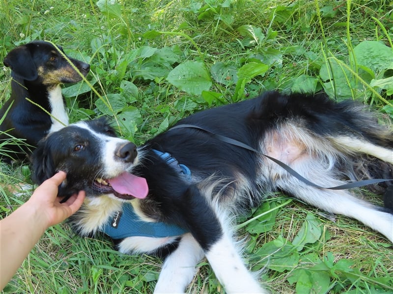RON - sucht sein Ticket ins Glück