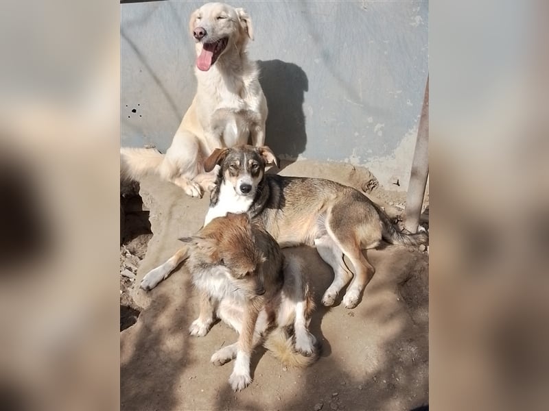 GANDALF - braucht ein eigenes Körbchen GANDALF - braucht ein eigenes Körbchen