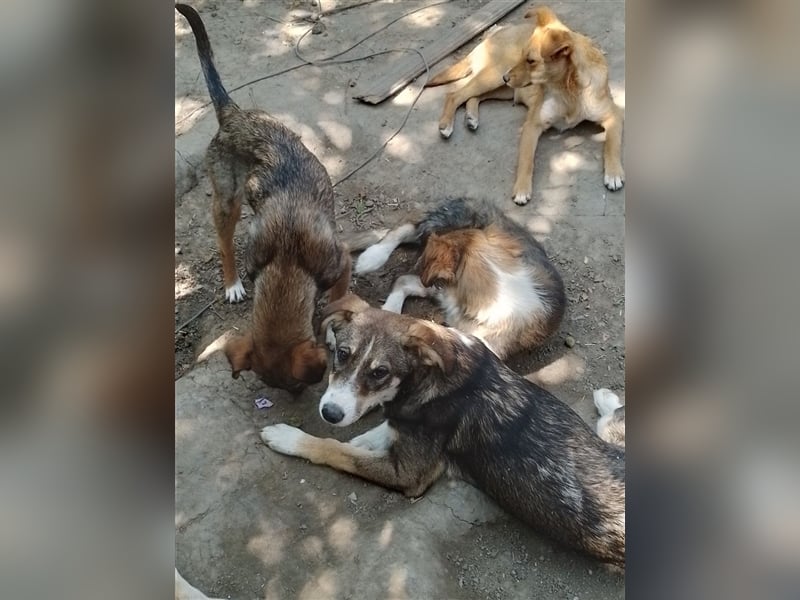 GANDALF - braucht ein eigenes Körbchen GANDALF - braucht ein eigenes Körbchen