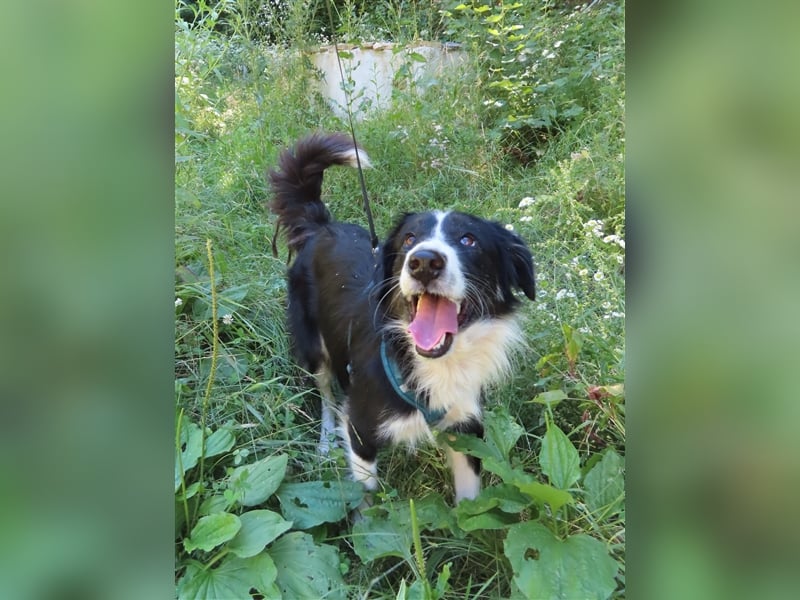 RON - sucht sein Ticket ins Glück