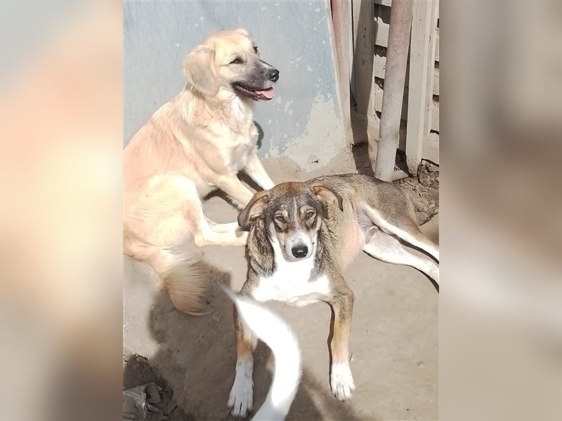 GANDALF - braucht ein eigenes Körbchen GANDALF - braucht ein eigenes Körbchen