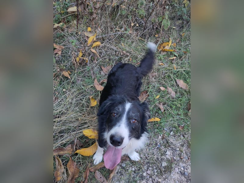 RON - sucht sein Ticket ins Glück