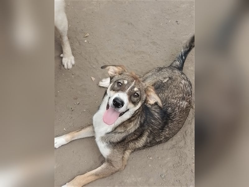 GANDALF - braucht ein eigenes Körbchen GANDALF - braucht ein eigenes Körbchen