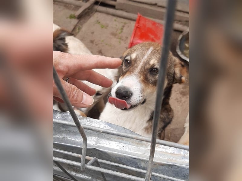 GANDALF - braucht ein eigenes Körbchen GANDALF - braucht ein eigenes Körbchen