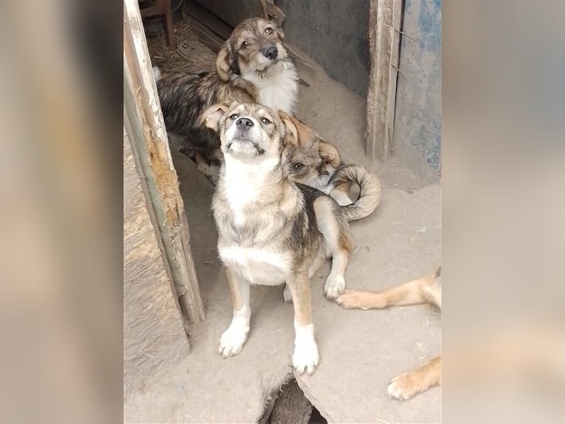 GANDALF - braucht ein eigenes Körbchen GANDALF - braucht ein eigenes Körbchen