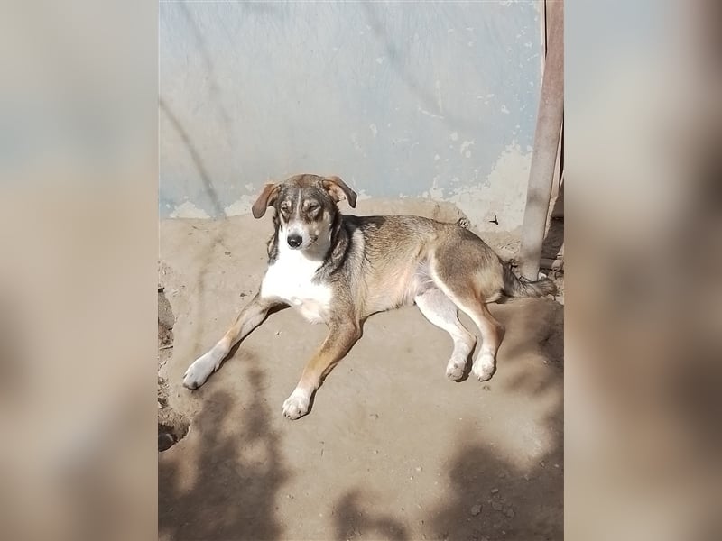 GANDALF - braucht ein eigenes Körbchen GANDALF - braucht ein eigenes Körbchen