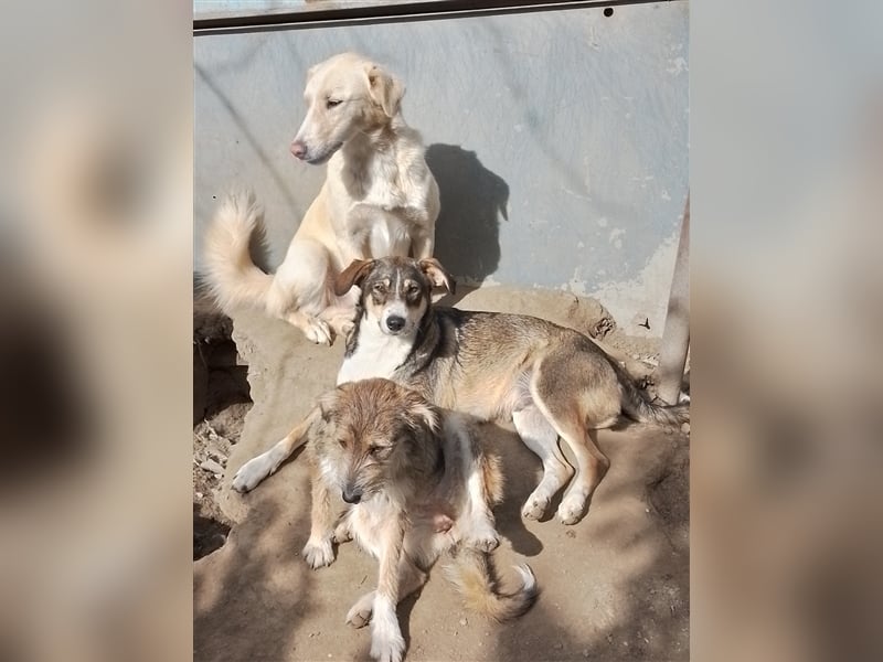 GANDALF - braucht ein eigenes Körbchen GANDALF - braucht ein eigenes Körbchen