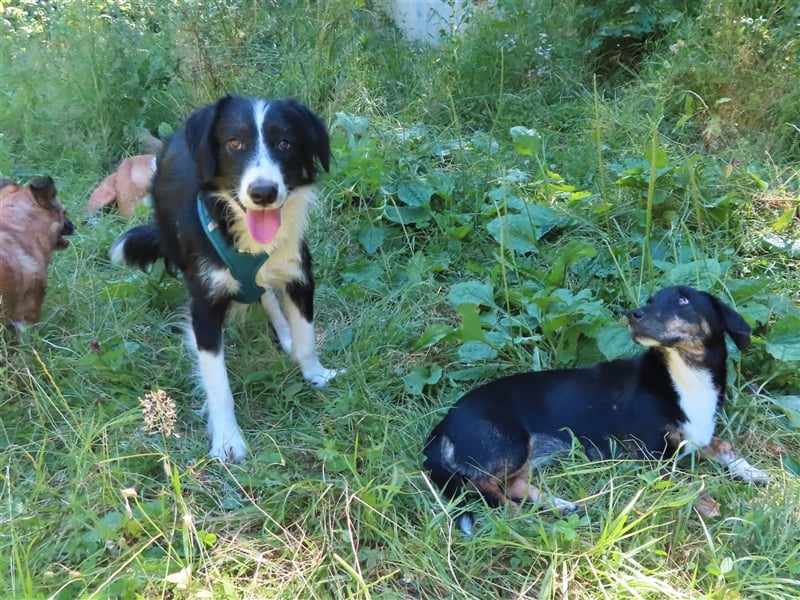 RON - sucht sein Ticket ins Glück