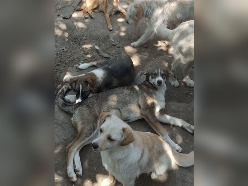 GANDALF - braucht ein eigenes Körbchen GANDALF - braucht ein eigenes Körbchen