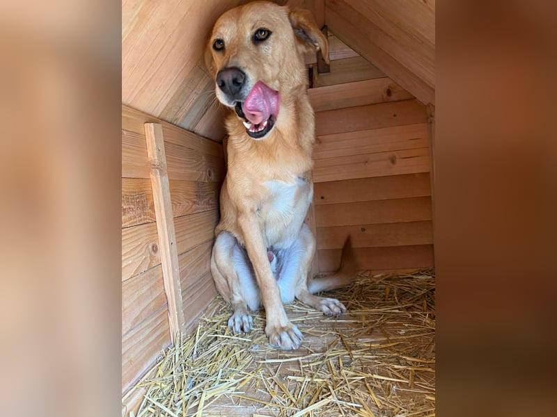 BLONDY - Traumhund auf drei Beinen