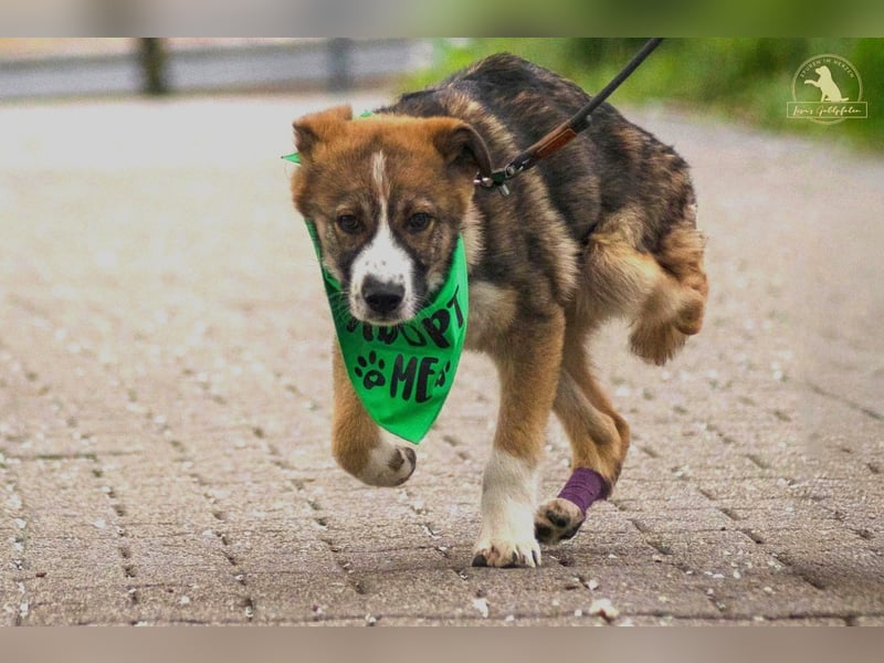 verschmuster Valentin mit Handicap sucht