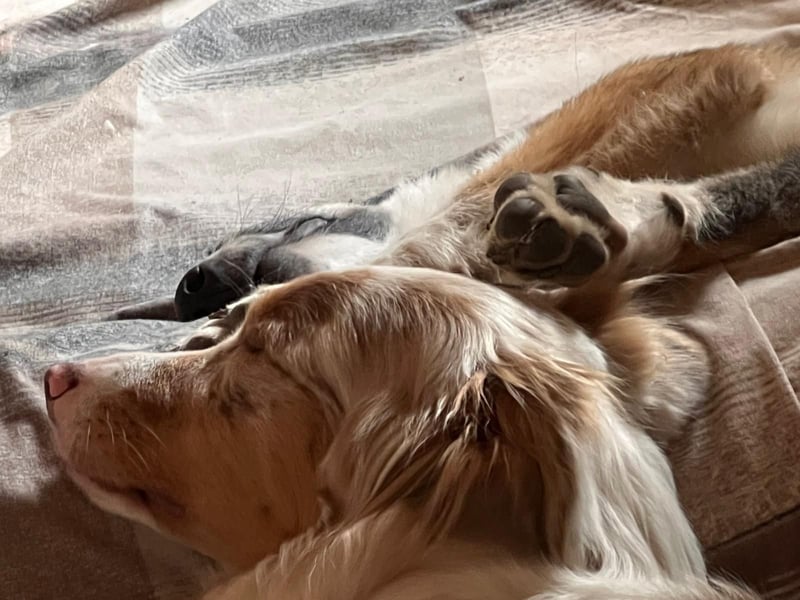 verschmuster Valentin mit Handicap sucht